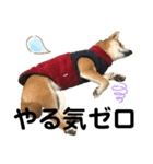柴犬あんず ver.4（個別スタンプ：8）