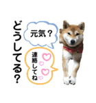柴犬あんず ver.4（個別スタンプ：9）