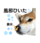 柴犬あんず ver.4（個別スタンプ：10）
