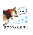柴犬あんず ver.4（個別スタンプ：11）