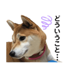 柴犬あんず ver.4（個別スタンプ：12）