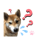 柴犬あんず ver.4（個別スタンプ：13）