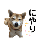 柴犬あんず ver.4（個別スタンプ：14）