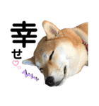 柴犬あんず ver.4（個別スタンプ：15）