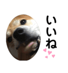 柴犬あんず ver.4（個別スタンプ：16）