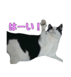 かずれもんの家のにゃんこ（個別スタンプ：1）