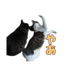 かずれもんの家のにゃんこ（個別スタンプ：3）
