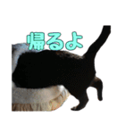 かずれもんの家のにゃんこ（個別スタンプ：4）