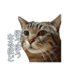 かずれもんの家のにゃんこ（個別スタンプ：5）