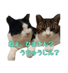 かずれもんの家のにゃんこ（個別スタンプ：7）