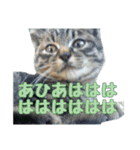 かずれもんの家のにゃんこ（個別スタンプ：8）