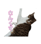 かずれもんの家のにゃんこ（個別スタンプ：21）