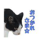 かずれもんの家のにゃんこ（個別スタンプ：23）