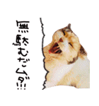 いちごいちえ3（個別スタンプ：10）