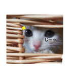 パグもどきの日常～完全版～（個別スタンプ：6）