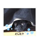 パグもどきの日常～完全版～（個別スタンプ：7）