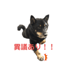 ある芝犬の日常（個別スタンプ：1）