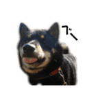 ある芝犬の日常（個別スタンプ：3）