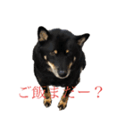 ある芝犬の日常（個別スタンプ：4）