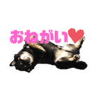 ある芝犬の日常（個別スタンプ：10）