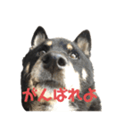ある芝犬の日常（個別スタンプ：12）