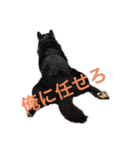 ある芝犬の日常（個別スタンプ：13）