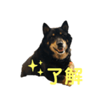ある芝犬の日常（個別スタンプ：14）