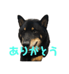 ある芝犬の日常（個別スタンプ：15）