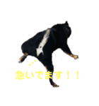 ある芝犬の日常（個別スタンプ：16）