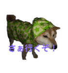 ある芝犬の日常（個別スタンプ：22）