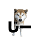 ある芝犬の日常（個別スタンプ：23）