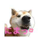 ある芝犬の日常（個別スタンプ：24）