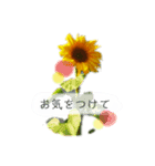 ひまわり 日常スタンプ（個別スタンプ：4）
