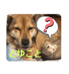 きよぴーの小さなお友達。（個別スタンプ：2）