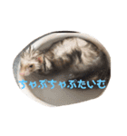 きよぴーの小さなお友達。（個別スタンプ：10）