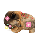 きよぴーの小さなお友達。（個別スタンプ：19）