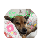 きよぴーの小さなお友達。（個別スタンプ：31）