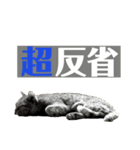 猫達⑧（個別スタンプ：3）
