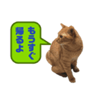 猫達⑧（個別スタンプ：4）