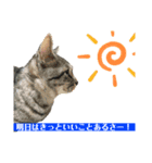 猫達⑧（個別スタンプ：5）