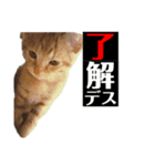 猫達⑧（個別スタンプ：6）