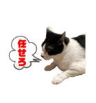 猫達⑧（個別スタンプ：7）