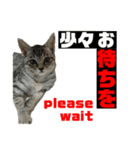 猫達⑧（個別スタンプ：8）