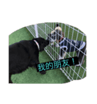 フィギーの中国ライフ（個別スタンプ：3）