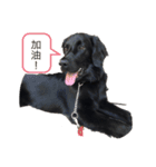 フィギーの中国ライフ（個別スタンプ：6）
