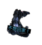 フィギーの中国ライフ（個別スタンプ：8）