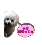 ドリーとベスの毎日 便利編（個別スタンプ：2）