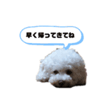 ドリーとベスの毎日 便利編（個別スタンプ：4）