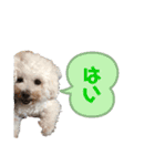 ドリーとベスの毎日 便利編（個別スタンプ：13）