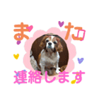 愛犬choco-16（個別スタンプ：13）